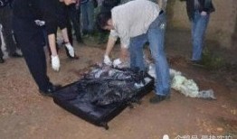 香港爆料碎尸案件最新,最新进展揭秘惊人真相